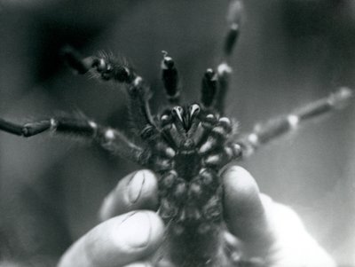 Een Tarantula die omhoog wordt gehouden om zijn giftanden van onderen te laten zien, London Zoo, oktober 1925 door Frederick William Bond