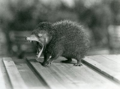 Een Tenrec met zijn mond open, zijn brede bek en scherpe tanden tonend, London Zoo door Frederick William Bond