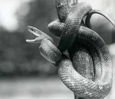 Een Texaanse rattenslang gapend, terwijl hij om een bijna verticale tak is gewikkeld, London Zoo, augustus 1928 (zwart-wit foto) door Frederick William Bond