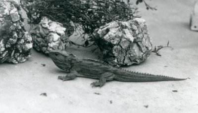 Een Tuatara in de London Zoo in 1927 door Frederick William Bond