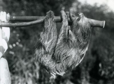Een twee-tenige luiaard hangend aan een afgesneden tak, vastgehouden door een verzorger, London Zoo, 1925 door Frederick William Bond