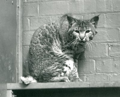 Een rode lynx kijkend vanaf een richel in zijn verblijf, London Zoo, maart 1925 door Frederick William Bond