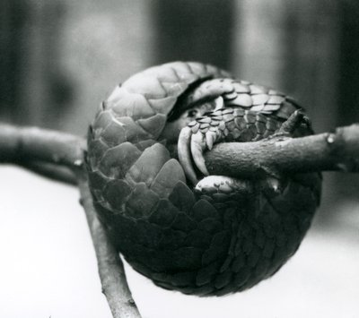 Een ernstig bedreigde Chinese pangolin rustend, opgerold rond een horizontale tak, London Zoo, voor 1930 door Frederick William Bond