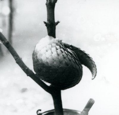 Een ernstig bedreigde Chinese Pangolin rustend, gekruld rond een verticale tak, London Zoo, juli 1925 door Frederick William Bond