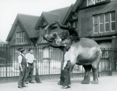 Een Versierde Indiase Olifant, met drie verzorgers en trainer, buiten het Olifantenhuis in de London Zoo in 1927 door Frederick William Bond
