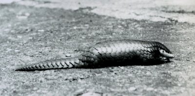 Een vrouwelijke Chinese Schubdier in de London Zoo in augustus 1925 door Frederick William Bond