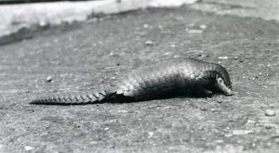 Een vrouwelijke Chinese Schubdier in de London Zoo in augustus 1925 door Frederick William Bond