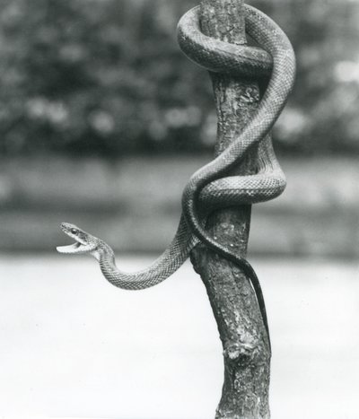 Een gapende Texas Rattenslang opgerold rond een verticale tak in London Zoo in augustus 1928 (zwart-wit foto) door Frederick William Bond