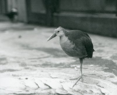 Een grijsnek houtrail of grijsgekroonde houtrail (Aramides cajaneus) staat op één been in de Londense Zoo in september 1927 door Frederick William Bond