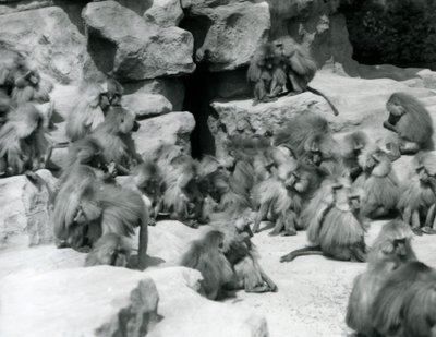 Een groep of troep Heilige Baviaan zittend op rotsen in hun verblijf, London Zoo, juli 1925 door Frederick William Bond