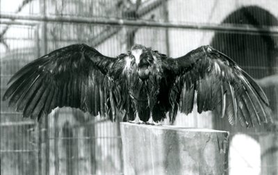 Een kapgier, staand op een boomstam met uitgespreide vleugels, genietend van een aprilbui in de London Zoo, voor 1930 (zwart-wit foto) door Frederick William Bond