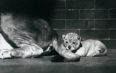 Een leeuwenwelp ligt achter de staart van zijn moeder, London Zoo, oktober 1925 door Frederick William Bond