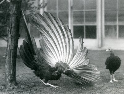 Een mannelijke Argusfazant, of Grote Argus, die zijn vleugel- en staartveren toont, terwijl een vrouwtje voor hem staat, London Zoo, januari 1926 door Frederick William Bond
