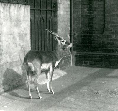 Een mannelijke Zwartebok staand in zijn verblijf in de London Zoo in juni 1925 door Frederick William Bond
