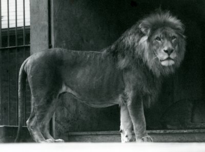 Een mannelijke leeuw in de Londense dierentuin, juni 1924 door Frederick William Bond