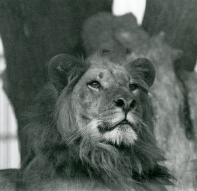 Een mannelijke leeuw in de London Zoo in 1929 door Frederick William Bond