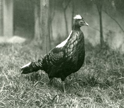 Een mannelijke Swinhoes fazant in de Londense dierentuin, september 1923 door Frederick William Bond