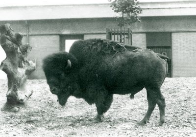 Een Bijna Bedreigde Amerikaanse Bison Buffelstier staand in zijn paddock, London Zoo, 1927 door Frederick William Bond