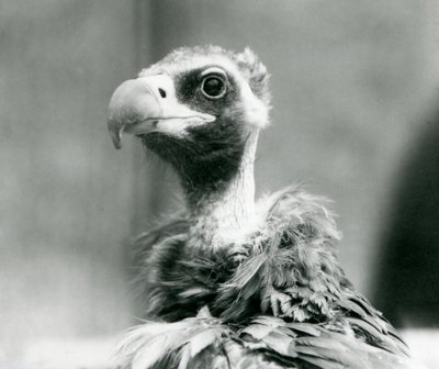 Een bijna bedreigde Euraziatische zwarte gier in de London Zoo, juli 1926 door Frederick William Bond