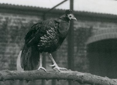 Een bijna bedreigde Viellots vuurhoen op een tak, London Zoo, 1927 door Frederick William Bond