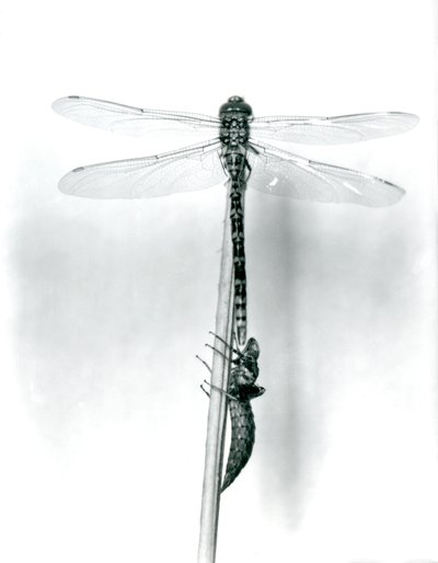Een pas uitgekomen Gouden-ringlibel droogt zijn vleugels terwijl hij rust op een riet boven zijn lege larvale schaal, of exuvia, London Zoo, 1925 door Frederick William Bond