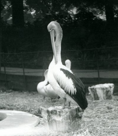 Een pelikaan, staand op een boomstronk, zijn nek poetsend bij London Zoo in september 1925 door Frederick William Bond
