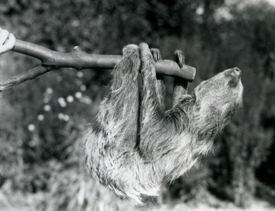 Een tweeteenluiaard hangend aan een afgezaagde tak, vastgehouden door een verzorger, London Zoo, september 1925 door Frederick William Bond