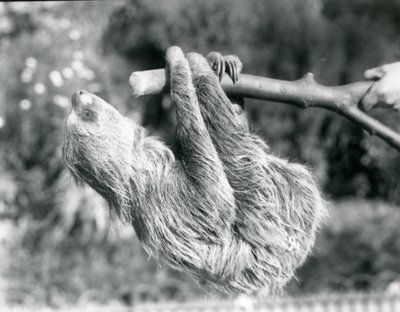 Een tweeteenluiaard hangend aan een afgezaagde tak, vastgehouden door een verzorger, London Zoo, september 1925 door Frederick William Bond