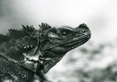 Een kwetsbare zeilvinhagedis in London Zoo in 1928 door Frederick William Bond