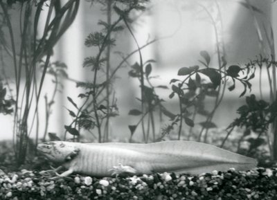 Een witte Axolotl/Mexicaanse Salamander rustend op grind op de bodem van een tank in de London Zoo in 1928 door Frederick William Bond