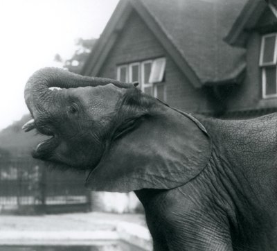 Een jonge Afrikaanse Olifant met zijn slurf op zijn voorhoofd, London Zoo, augustus 1925 door Frederick William Bond