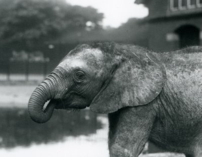 Een jonge Afrikaanse olifant met het uiteinde van zijn slurf in zijn mond, London Zoo, augustus 1925 door Frederick William Bond