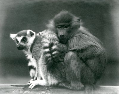 Een jonge baviaan knuffelt een ringstaartmaki op een balk, London Zoo, 1925 door Frederick William Bond