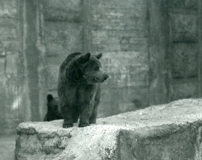 Een jonge bruine beer in de dierentuin van Londen, juni 1914 door Frederick William Bond