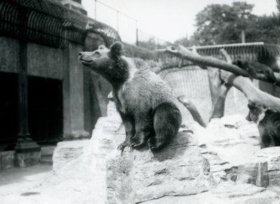 Een jonge bruine beer zittend op een rots op de voorgrond met een andere wandelend erachter, en een derde slapend op een tak, London Zoo, augustus 1913 door Frederick William Bond