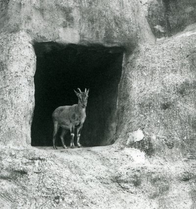 Een jonge Griekse Steenbok staand in de ingang van een grot in de kunstmatige rotsen van de Mappin Terrassen, London Zoo, augustus 1927 door Frederick William Bond