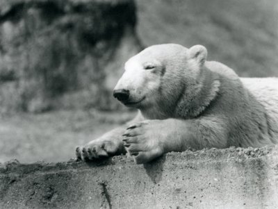 Een jonge ijsbeer rustend op een betonnen richel in London Zoo in 1927 door Frederick William Bond