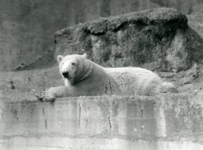 Een Jonge IJsbeer rustend op een rotsrichel in zijn verblijf in de London Zoo in 1927 door Frederick William Bond