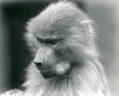 Een jonge Heilige Baviaan met volle wangzak, London Zoo, 1925 door Frederick William Bond