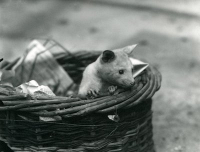 Een jonge albino opossum die uit een mand kijkt in de London Zoo, oktober 1920 door Frederick William Bond
