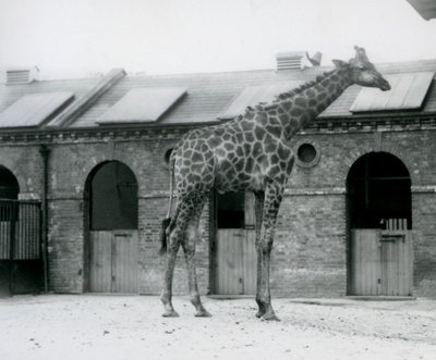 Een jonge mannelijke giraffe staand in zijn paddock voor het giraffenhuis, London Zoo door Frederick William Bond