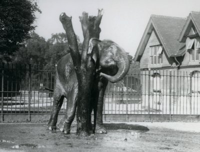 Een Aziatische Olifant die achter zijn oor krabt aan de krabpaal, in zijn omheining, London Zoo door Frederick William Bond