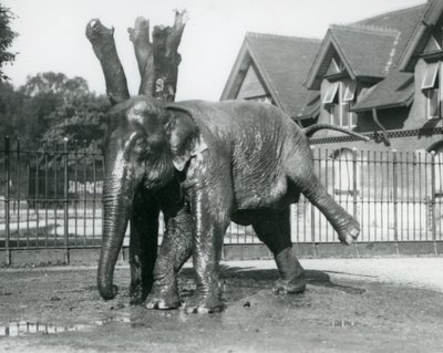Een Aziatische olifant die zich krabt tegen een dode boom, terwijl hij op drie poten balanceert, London Zoo door Frederick William Bond