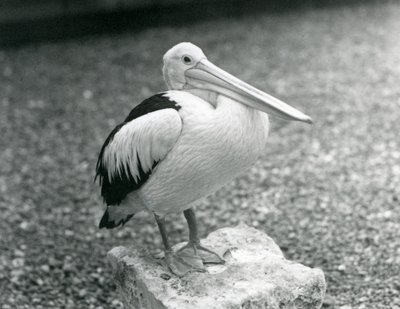 Een Australische Pelikaan staand op een steen in London Zoo in 1929 (zwart-wit foto) door Frederick William Bond