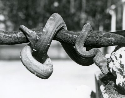 Een smaragdboa met zijn lichaam opgerold langs een horizontale tak, kijkend naar de grond, London Zoo, oktober 1928 door Frederick William Bond