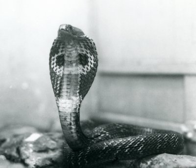 Een Indische Brilslang met opgeheven kop en gespreide kap, London Zoo, oktober 1925 door Frederick William Bond