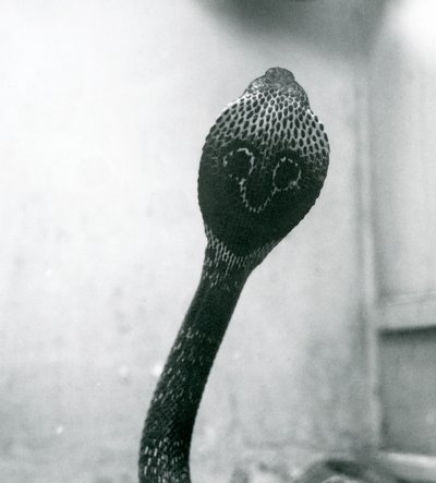 Een Indische Brilslang met opgeheven kop en gespreide kap, London Zoo, oktober 1925 door Frederick William Bond