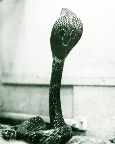Een Indische Brilslang met opgeheven kop en gespreide kap, London Zoo, oktober 1925 door Frederick William Bond