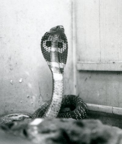 Een Indische Brilslang met opgeheven kop en gespreide kap, London Zoo, oktober 1925 door Frederick William Bond