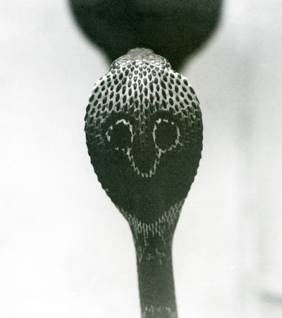 Een Indische Brilslang met opgeheven kop en gespreide kap, London Zoo, oktober 1925 door Frederick William Bond